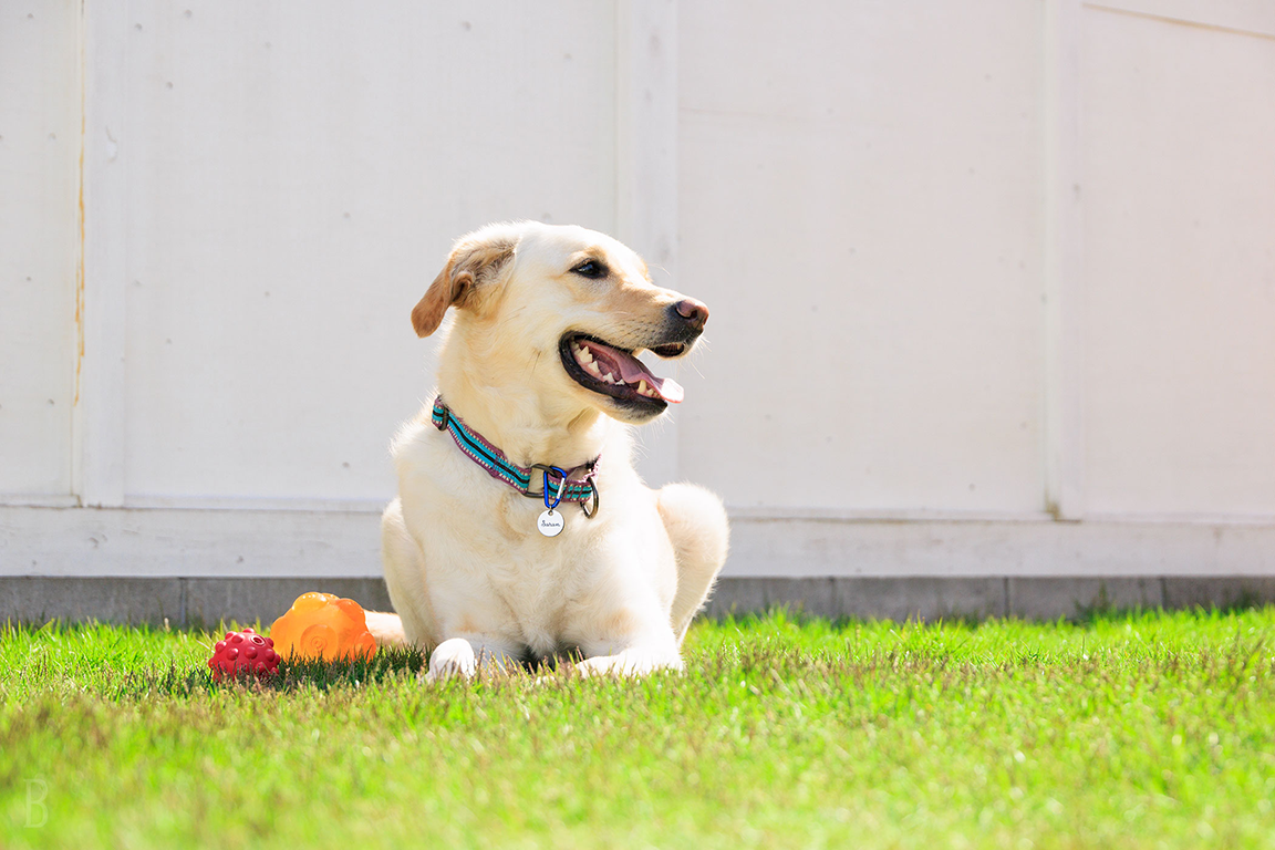 愛犬・愛猫と楽しむグランピングステイ